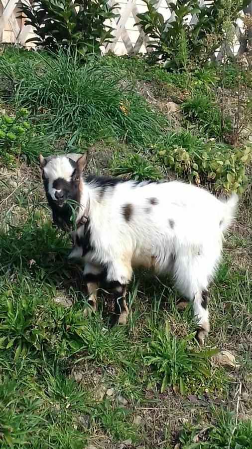 Apartma Suzy Pobegi Dış mekan fotoğraf